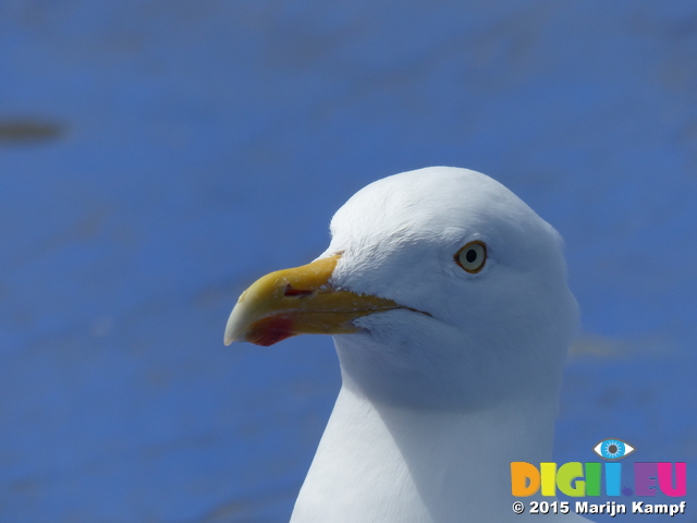 FZ015903 Herring Gull (Larus argentatus) [Seagull] close up